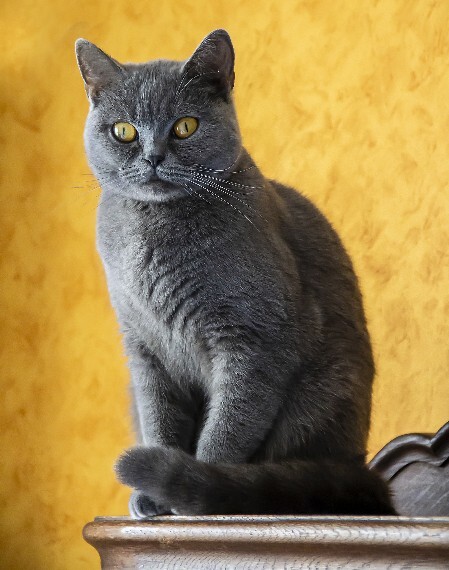 Katze