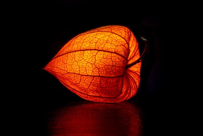 Physalis
