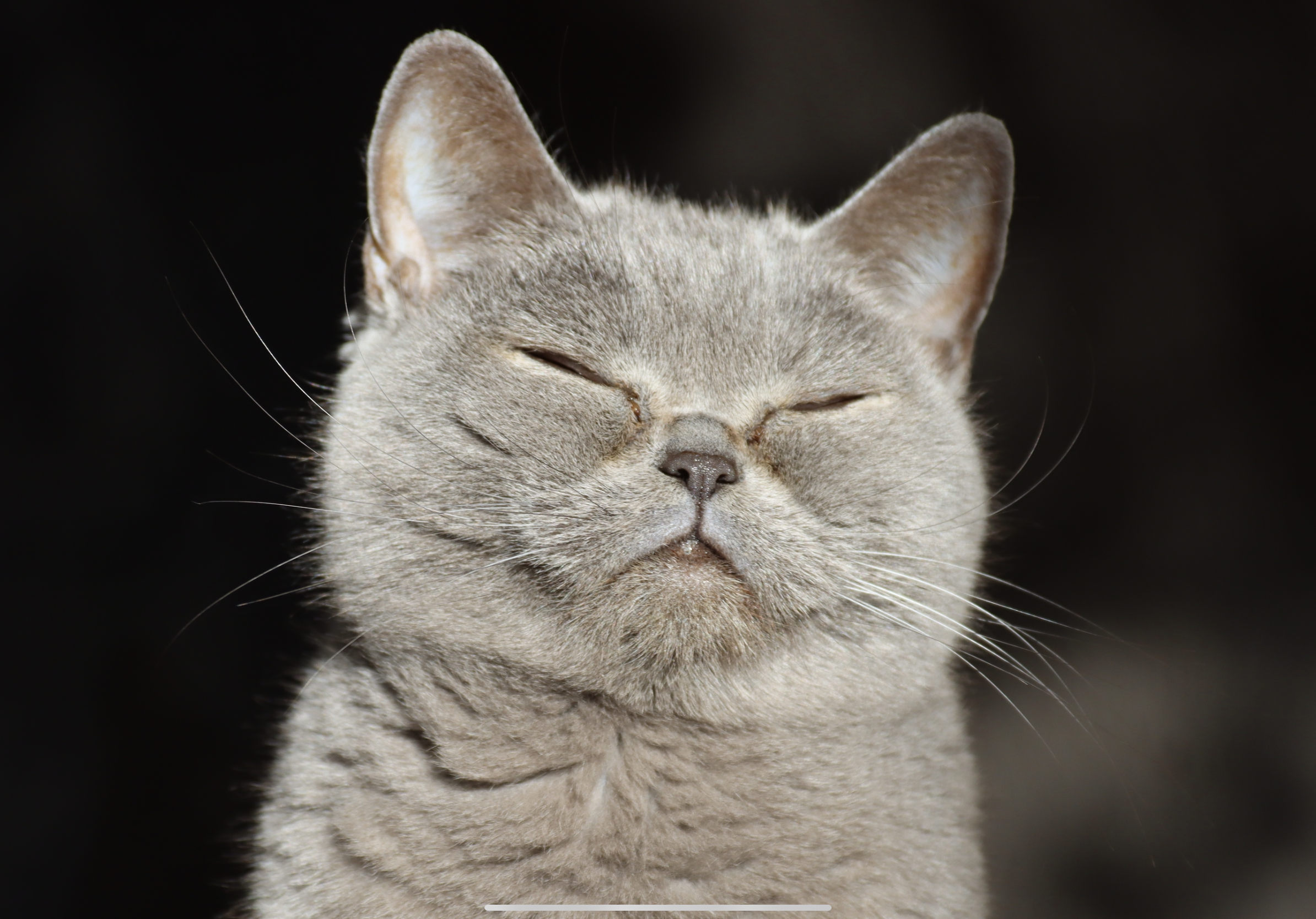 IMG_0368.PNG