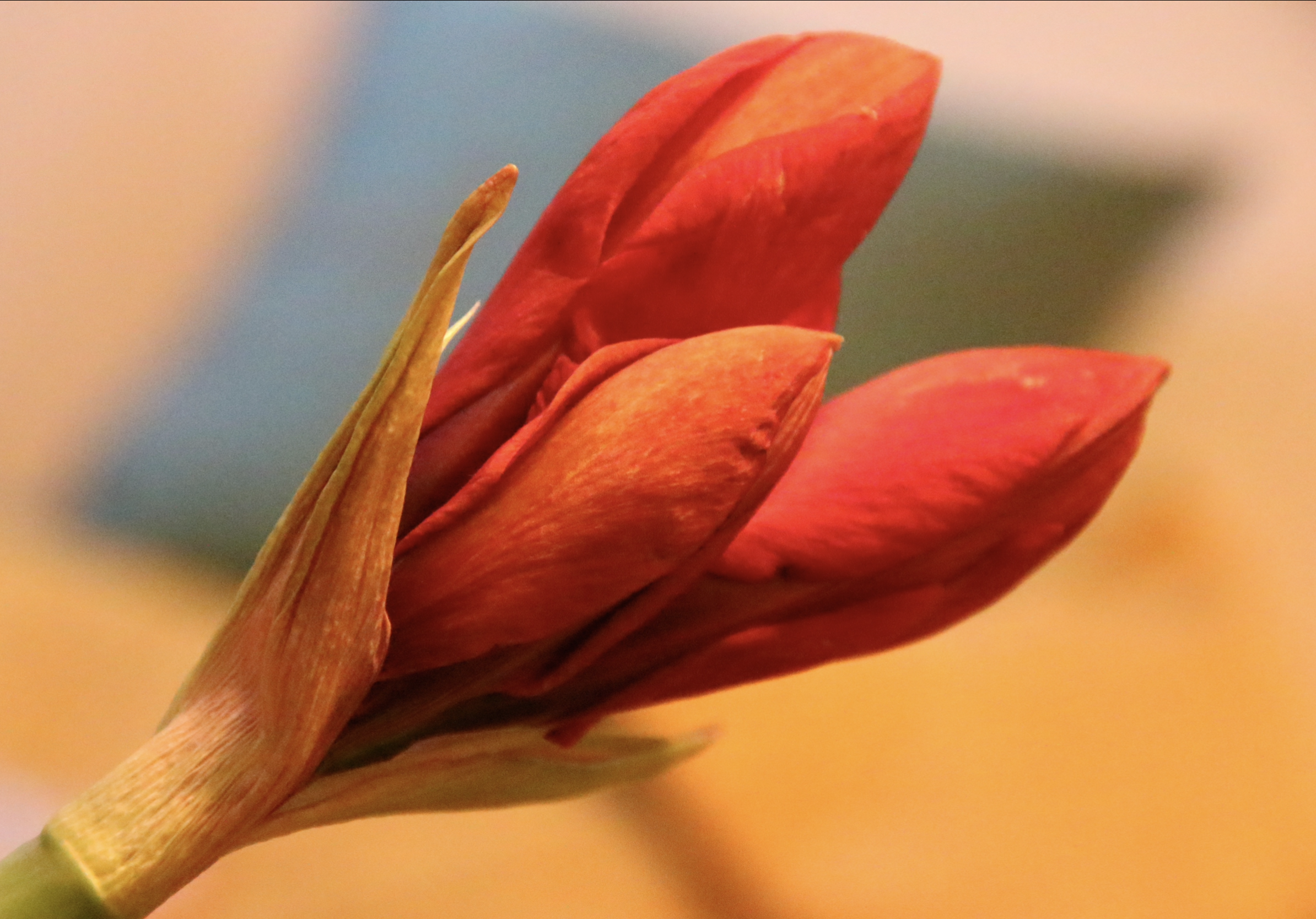 IMG_0372.PNG