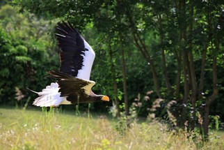 IMG_2879.JPG