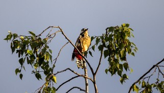 IMG_5310-1.jpg