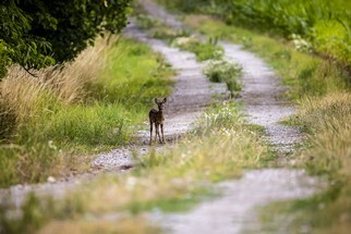 IMG_9275-1-1.jpg